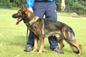 Duitse Herderpups. Vader: Elko van Roy's Hoeve.