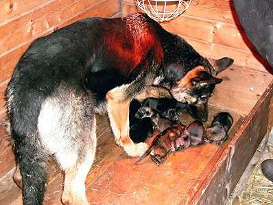 Duitse Herderpups die onze kennel verlaten, zijn minimaal 7 weken oud.
