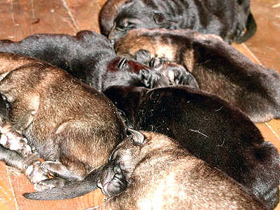 Jonge Duitse herder pups 2