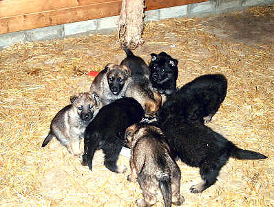 Jonge Duitse herder pups 3