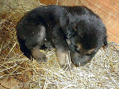 Jonge Duitse herder pups 4
