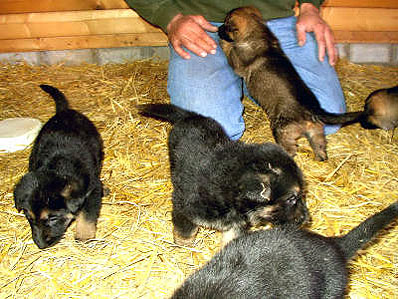 Jonge Duitse herder pups 5