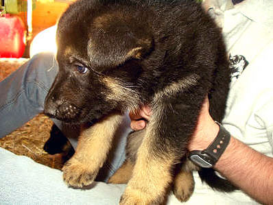 Jonge Duitse herder pups 6
