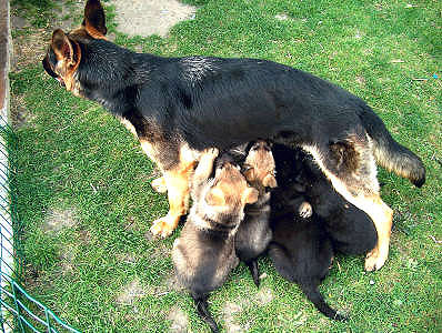 Jonge Duitse herder pups 7