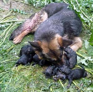 Duitse Herder pups. Moeder: Ella van de Hogemeentocht.