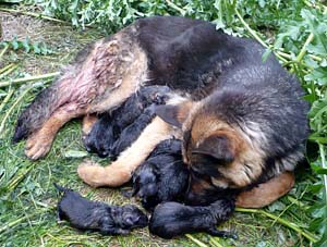 Teef met pas geboren Duitse Herders