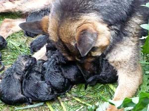 Duiste Herder pups met hun moeder