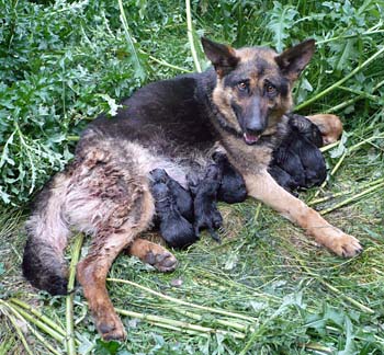 Ella van de Hogemeentocht met pups