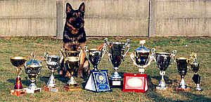 Duitse Herders - Kennel van de Hogemeentocht