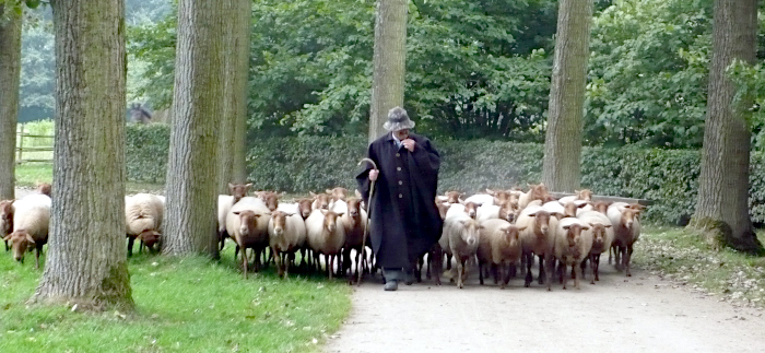 Herder met kudde schapen