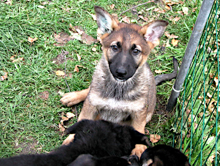 Na 8 weken zijn de Duitse Herder pups groot genoeg om te kennel te verlaten