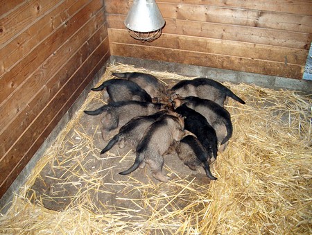 Na enkele weken eten de Duitse Herder pups al zelfstandig
