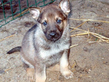 Bruine, donkere en wolfsgrauwe Duitse Herder pups zijn onze specialiteit.