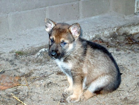 Pas geboren pups (12)