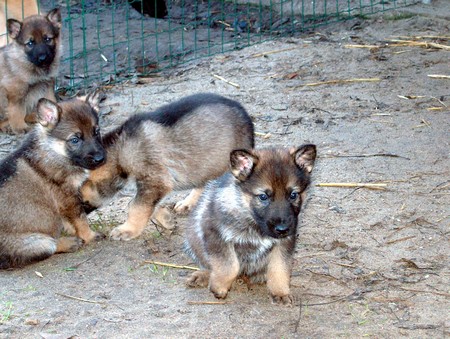 Pas geboren pups (10)