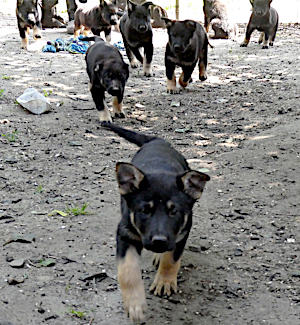 Pups in actie