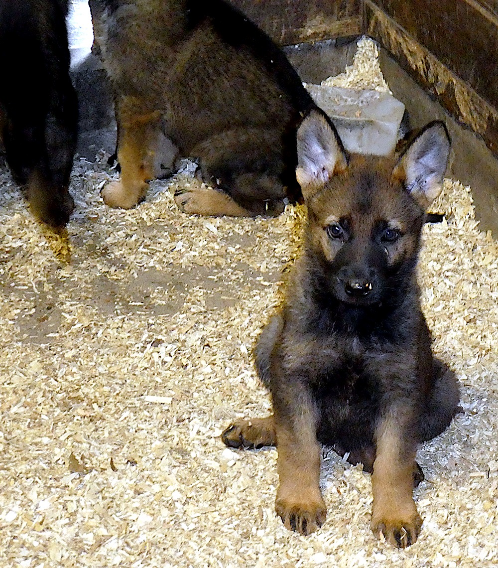 Honden en feestdagen – Sint, Kerst en Oud \u0026 Nieuw voor je hond!, image size:1000x1140